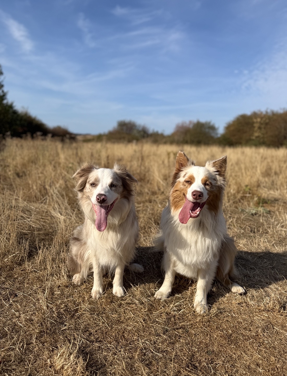 Two happy dogs sitting together in a sunny field